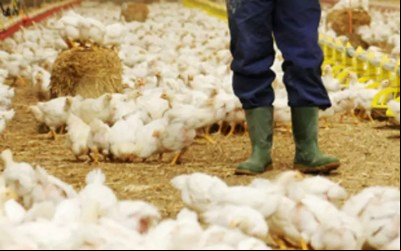 Investigações descartam gripe aviária nas cidades gaúchas de Westfália e Capela de Santana